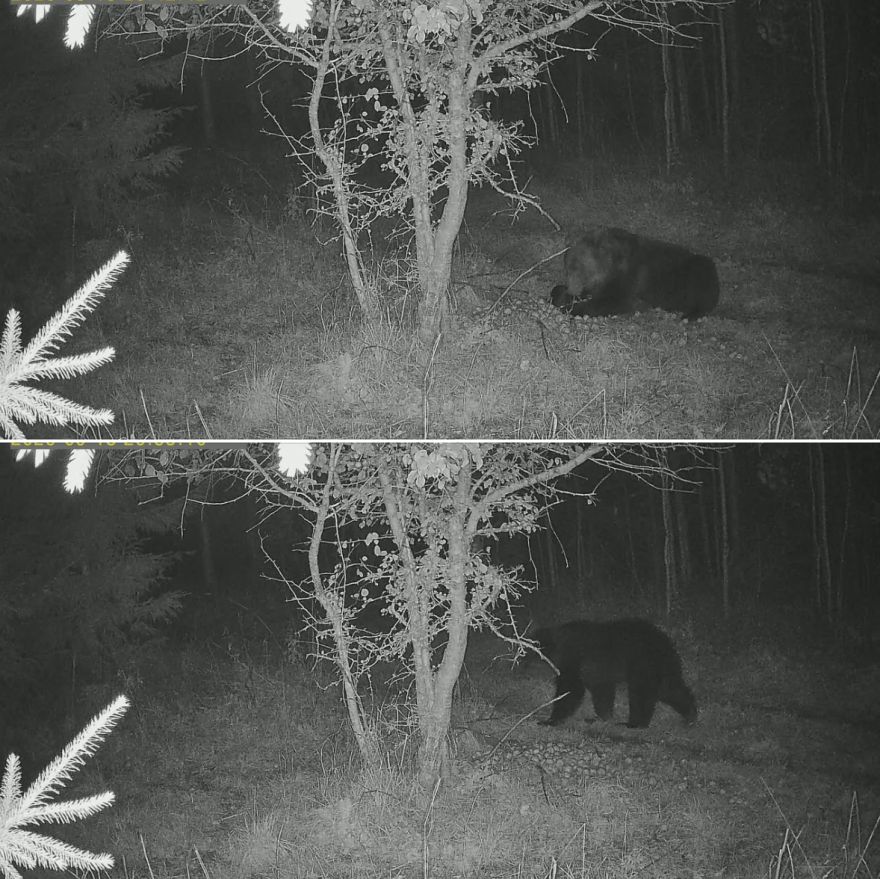 "Paņem līdzi kādu medus burciņu..." Lēdmanes pusē manīts lācis