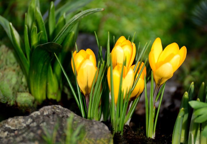 Darbnīca "Pavasara kompozīcija Lieldienu noskaņās"