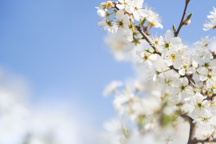 Attēls rakstam: Sestdiena Latvijā gaidāma pavasarīgi silta un saulaina