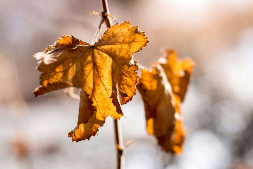 Tuvākajās diennaktīs gaisa temperatūra nedaudz pazemināsies