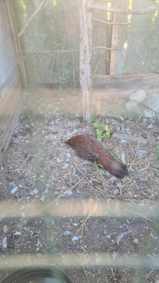 FOTO: Ikšķiles mini zoodārza dzīvniekiem naktī uzbrukuši sveši suņi: nodarīti gan morāli, gan materiāli zaudējumi