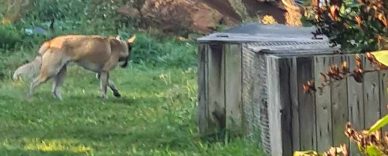 FOTO: Ikšķiles mini zoodārza dzīvniekiem naktī uzbrukuši sveši suņi: nodarīti gan morāli, gan materiāli zaudējumi