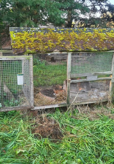 FOTO: Ikšķiles mini zoodārza dzīvniekiem naktī uzbrukuši sveši suņi: nodarīti gan morāli, gan materiāli zaudējumi