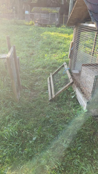 FOTO: Ikšķiles mini zoodārza dzīvniekiem naktī uzbrukuši sveši suņi: nodarīti gan morāli, gan materiāli zaudējumi