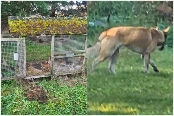 FOTO: Ikšķiles mini zoodārza dzīvniekiem naktī uzbrukuši sveši suņi: nodarīti gan morāli, gan materiāli zaudējumi