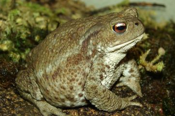 Attēls rakstam: Dabas muzejs par gada dzīvnieku izvēlējies parasto krupi