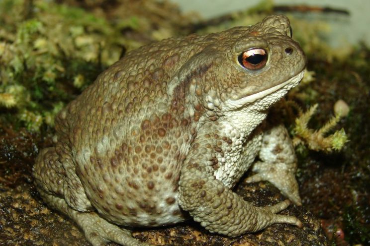 Attēls rakstam: Dabas muzejs par gada dzīvnieku izvēlējies parasto krupi