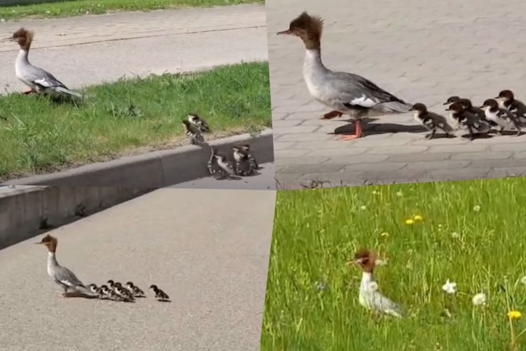 Attēls rakstam: Ikšķilieši priecājas un palīdz gauru mazuļiem sasniegt Daugavu