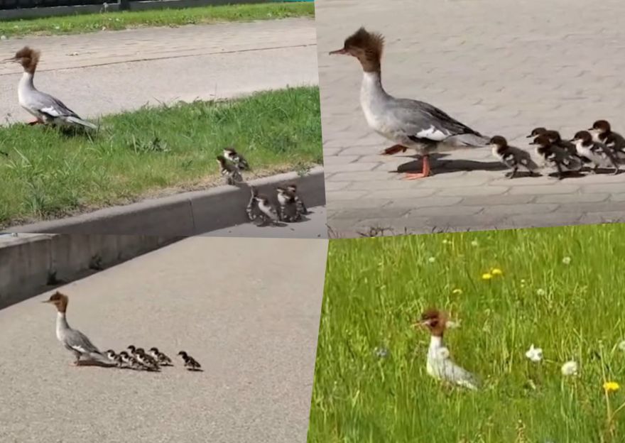 Ikšķilieši priecājas un palīdz gauru mazuļiem sasniegt Daugavu