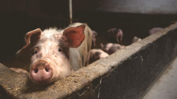 Papildināts. Āfrikas cūku mēris konstatēts Ogres novadā "Baltic Pork" cūku novietnē ar vairāk nekā 23 000 cūku