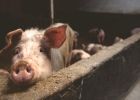 Attēls rakstam: Papildināts. Āfrikas cūku mēris konstatēts Ogres novadā "Baltic Pork" cūku novietnē ar vairāk nekā 23 000 cūku