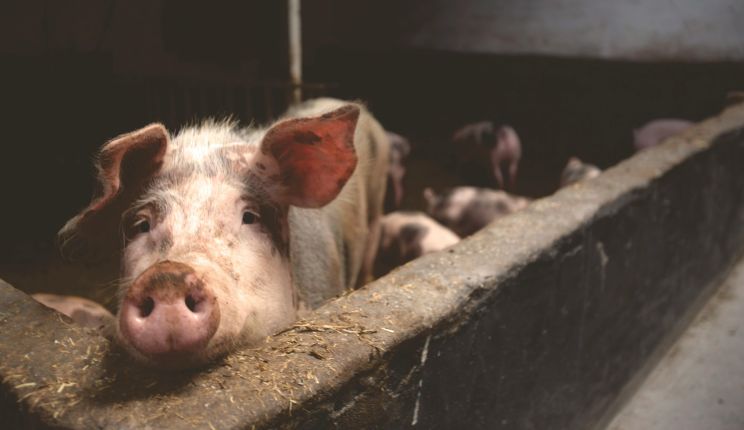 Attēls rakstam: Papildināts. Āfrikas cūku mēris konstatēts Ogres novadā "Baltic Pork" cūku novietnē ar vairāk nekā 23 000 cūku