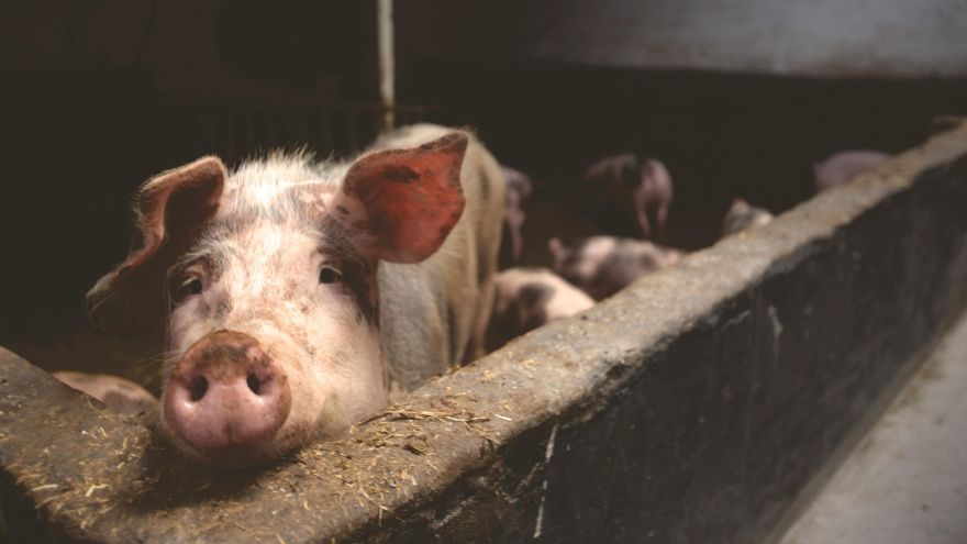 Papildināts. Āfrikas cūku mēris konstatēts Ogres novadā "Baltic Pork" cūku novietnē ar vairāk nekā 23 000 cūku