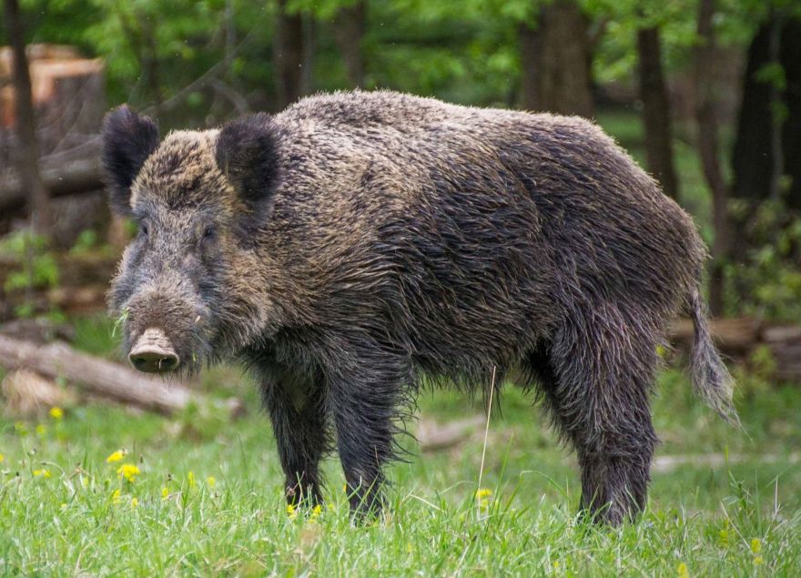 Āfrikas cūku mēris pagājušajā nedēļā Latvijā konstatēts 38 mežacūkām