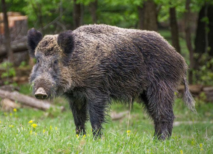 Āfrikas cūku mēris pagājušajā nedēļā Latvijā konstatēts 38 mežacūkām