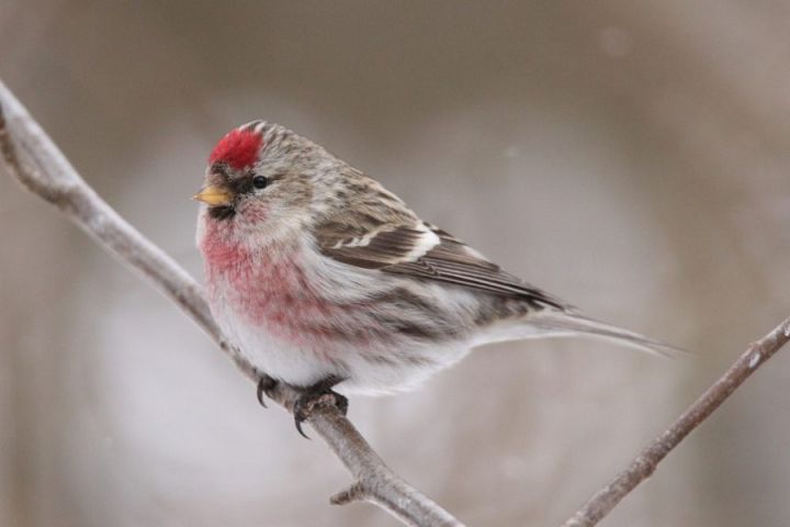 Aicina piedalīties datu ievākšanā ziemojošo putnu atlantam