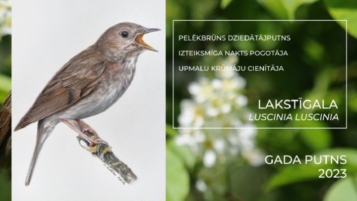 Aicina piedalīties gada putna zīmējumu konkursā
