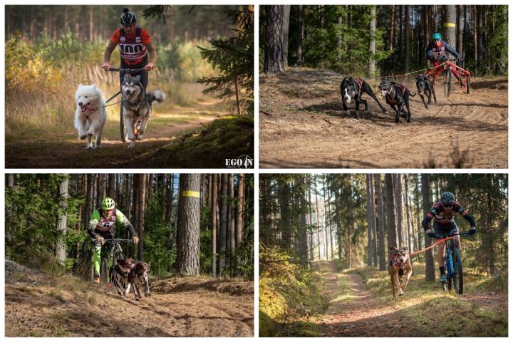 Aizvadīts PK posms kamanu suņu sportā