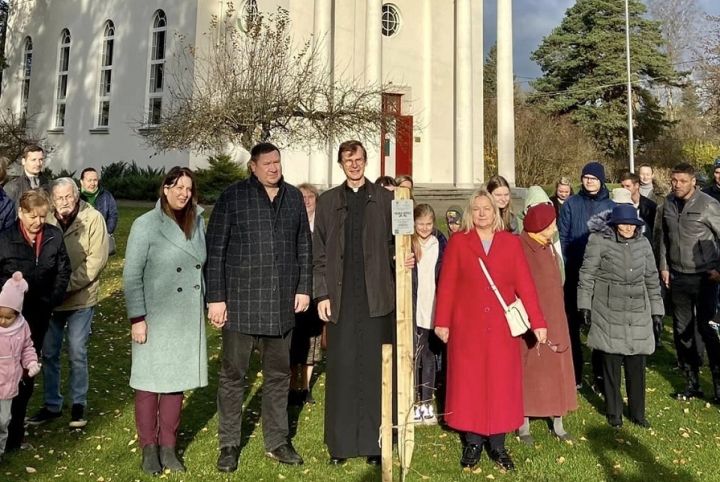 Arī Ikšķilē pie baznīcas augs Glika ozols