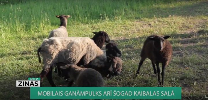 Arī šogad dabas lieguma "Daugava pie Kaibalas" teritorijā nogādāts mobilais aitu ganāmpulks