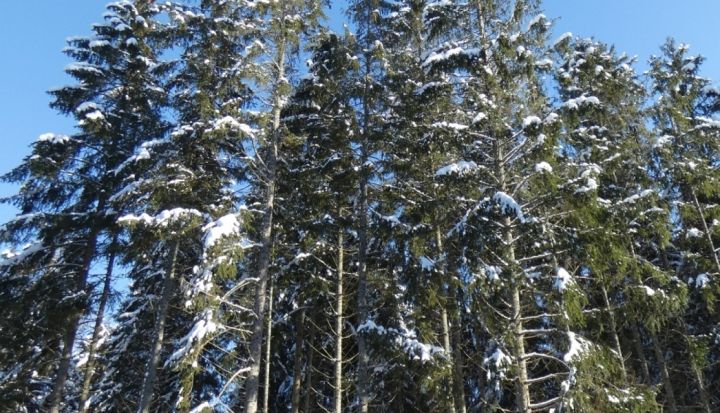 Ārkārtējā situācija astoņzobu mizgrauža ierobežošanai arī 7 Ogres novada pagastos