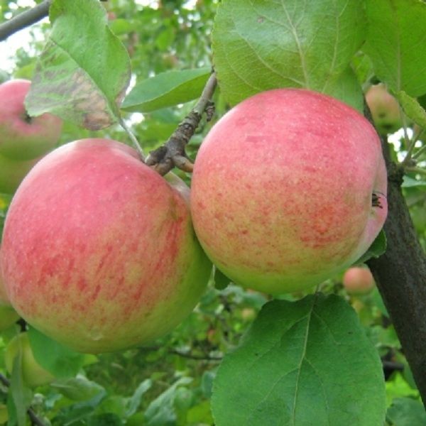 Augusta pēdējā dienā Latvijā sāksies meteoroloģiskais rudens