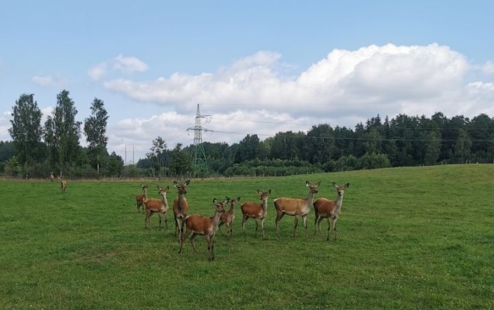 Briežu dārzu slēgs, briežus izsolīs medībām