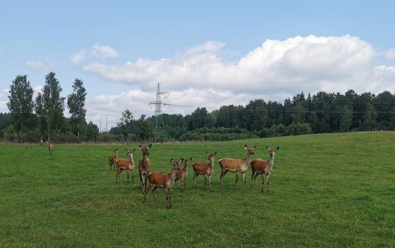 Briežu dārzu slēgs, briežus izsolīs medībām
