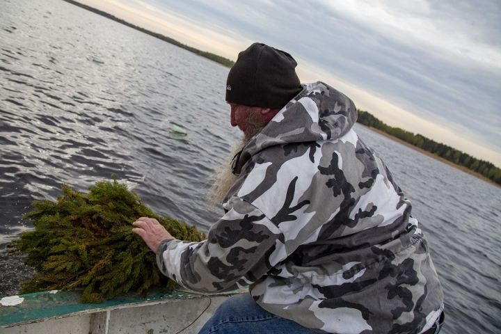 Daugavā – nārsta laiks