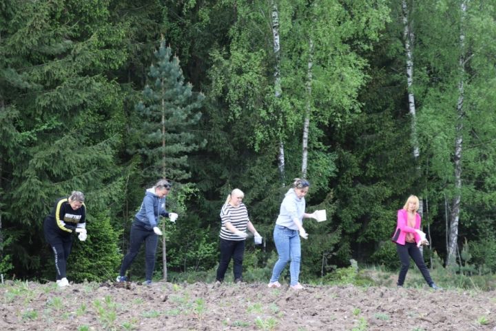Foto: Pie Dubkalnu ūdenskrātuves atkal uzplauks saulespuķes