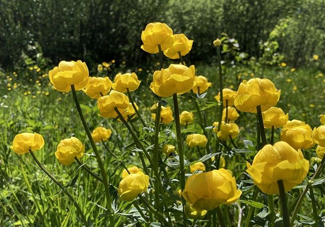 Gada augs 2022 - Eiropas saulpurene