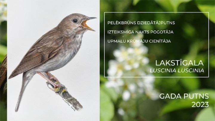 Gada putns 2023 - lakstīgala