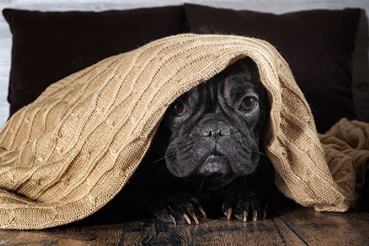 Ieteikumi mājdzīvnieku drošībai salūta laikā