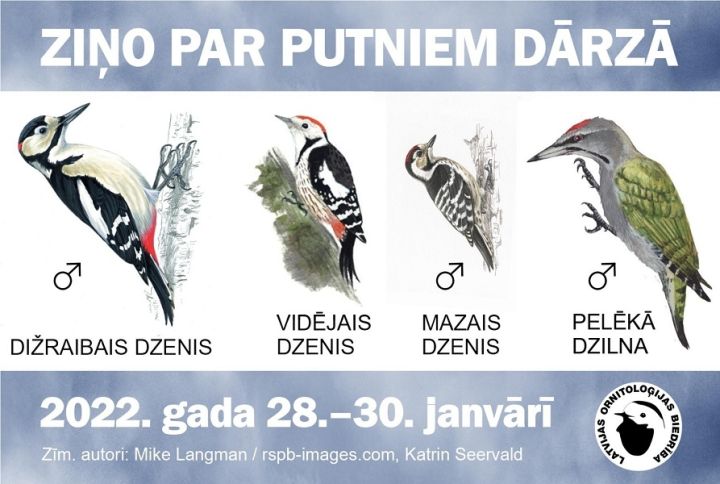 Janvāra beigās aicina stundas garumā skaitīt putnus pie barotavām