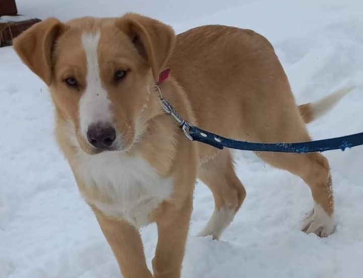 Kucēni gaida saimnieku. Adoptē!