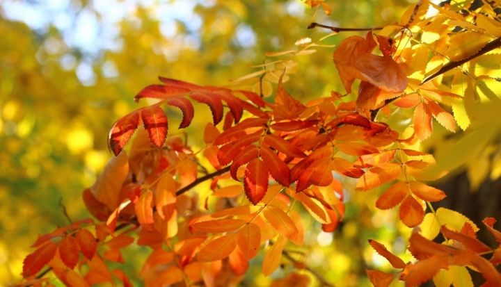 Līdz 18. novembrim lapas varēs nodot bez maksas
