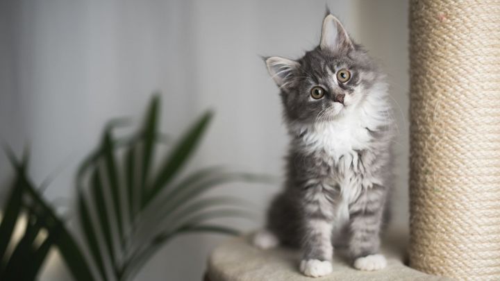 Lielvārdes pašvaldības policija aicina atbildīgi izturēties pret mājdzīvniekiem