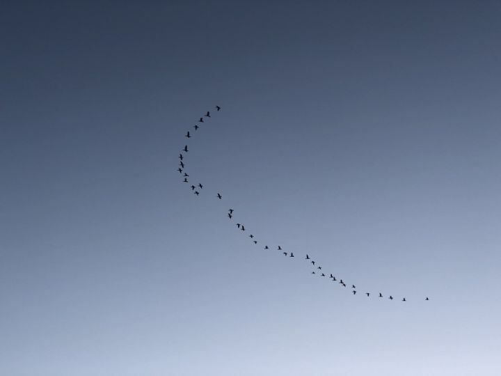 Nedēļas nogalē aicina vērot putnu rudens migrāciju un ziņot par novērotajiem gājputniem