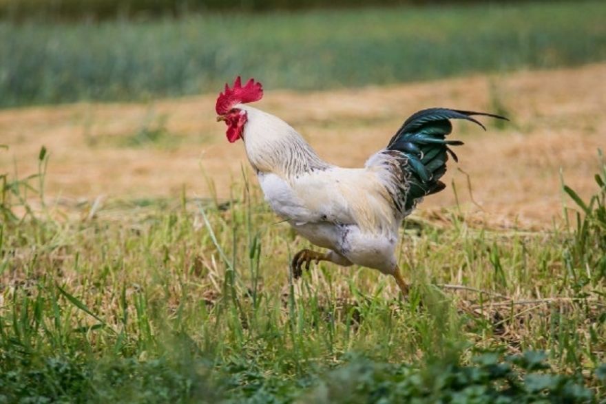 No 1. aprīļa pastiprinātas biodrošības prasības mājputnu un nebrīvē turētu putnu novietnēm