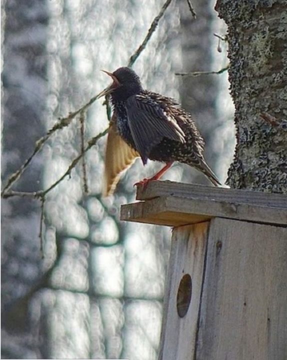 Noslēdzies konkurss "Putnu dienas Tomē"