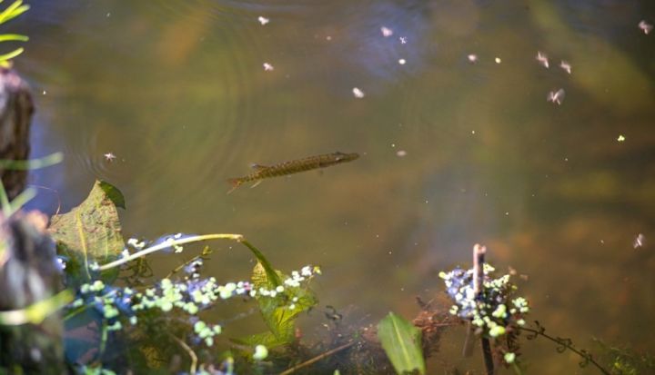 Ogres vecupē ielaisti līdaku mazuļi