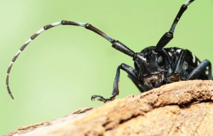 Ogresgala bibliotēkā apskatāma ceļojošā izstāde "Skaistie un bīstamie augu kaitnieki"