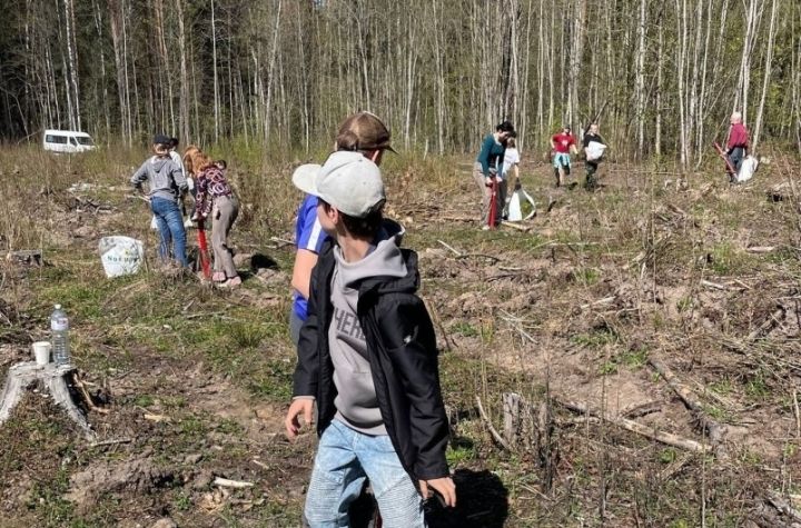 Ogresgala pamatskolas skolēni atjauno mežu Rembates pagastā