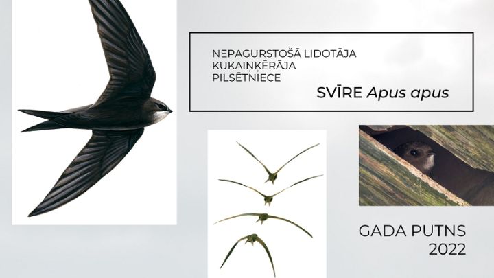 Par 2022. gada putnu Latvijas Ornitoloģijas biedrība izvēlējusies svīri