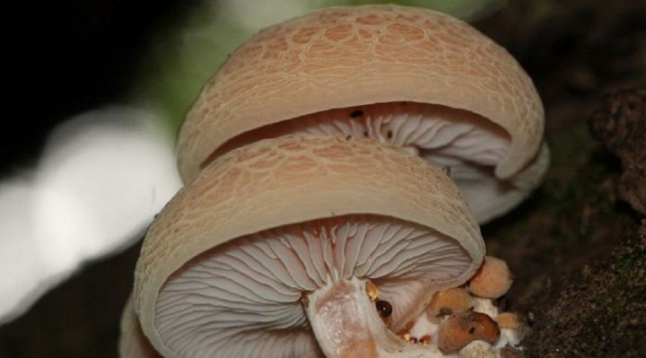 Pasaules skaistākā sēne atrasta arī Ogres upes ielejā