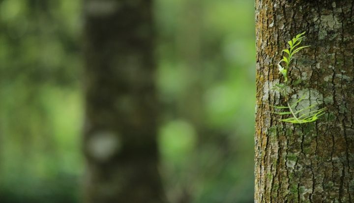 Paziņojums par būvprojektā Ikšķilē cērtamajiem kokiem