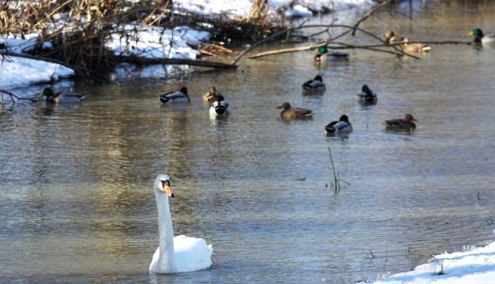 PVD aicina Latvijas mājputnu turētājus stingri ievērot biodrošību
