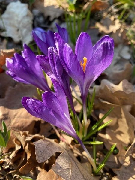 Šodien sākas astronomiskais pavasaris