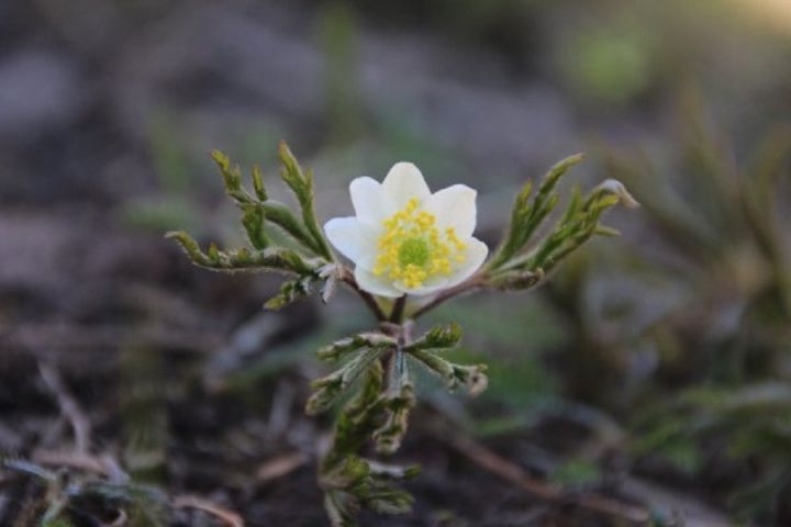 Šonakt sāksies astronomiskais pavasaris