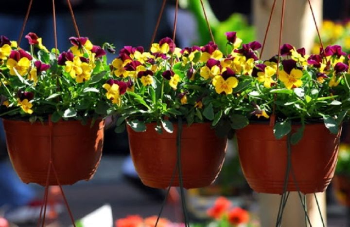 Stādu tirdziņš Ogrē